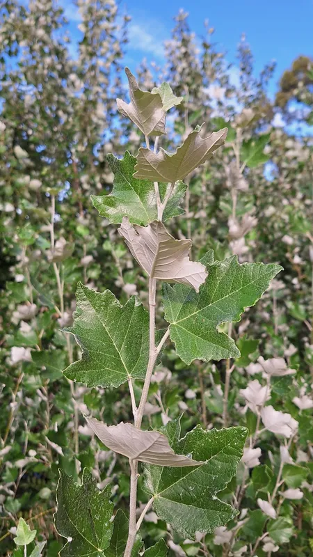 Cultivo de Chopos y álamos
