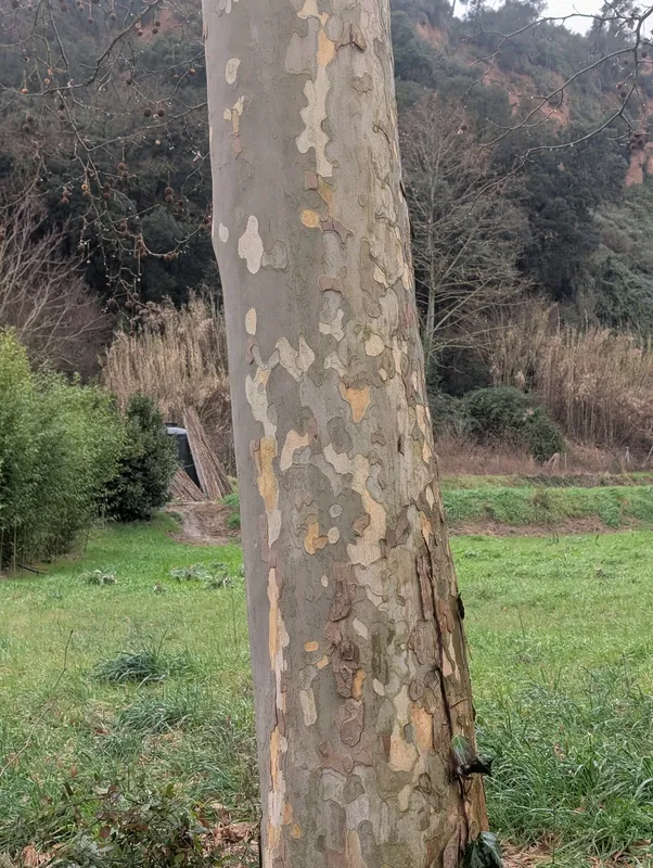 Cultivo de Plátanos de sombra