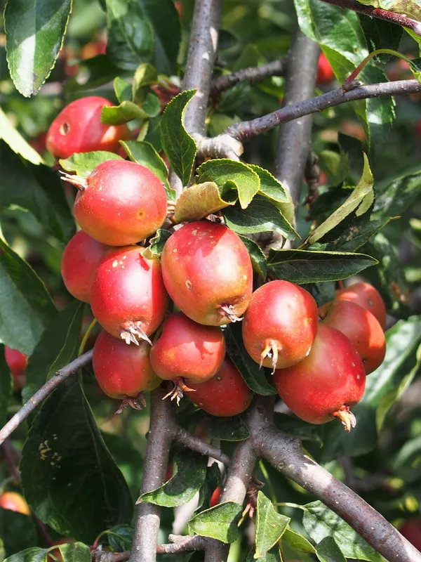 Cultivo de Manzanos ornamentales