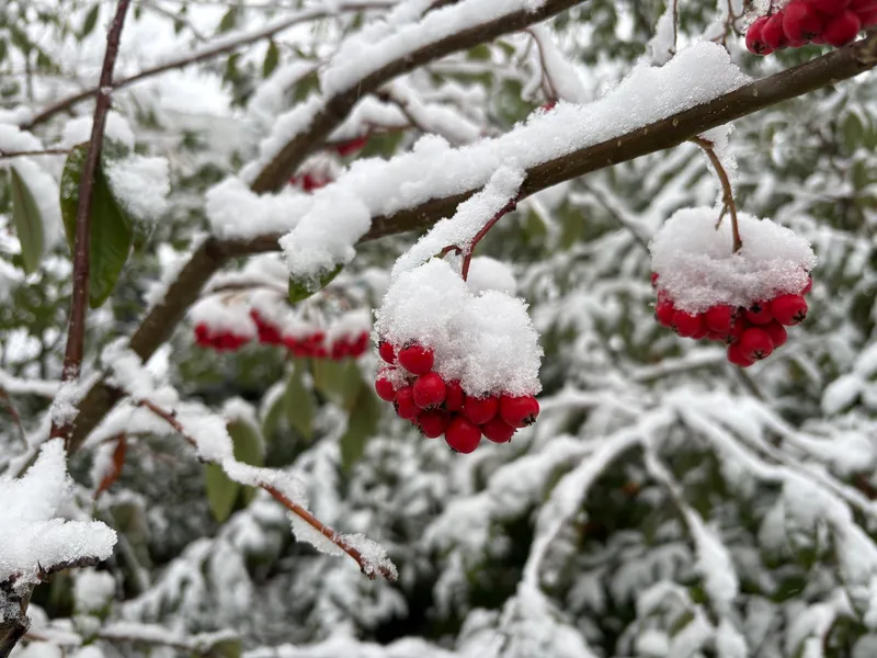 Cultivo de Sorbos y serbales