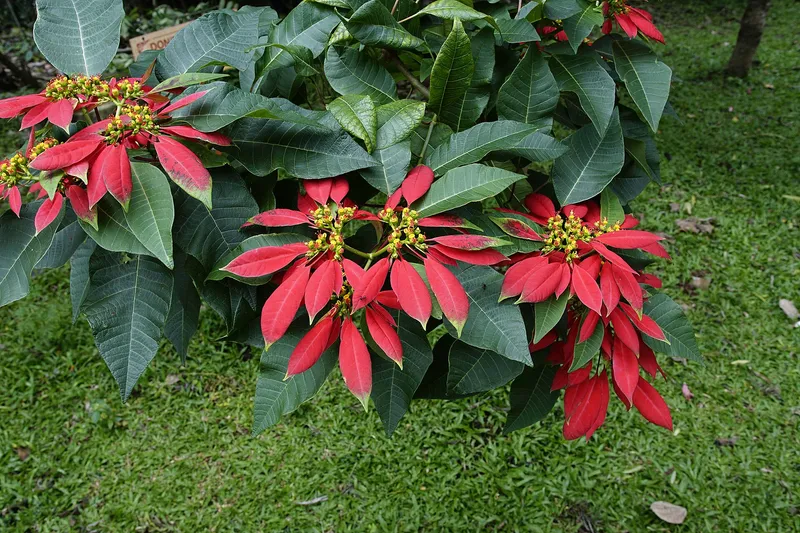 Cultivo de Poinsetia, flor de Pascua