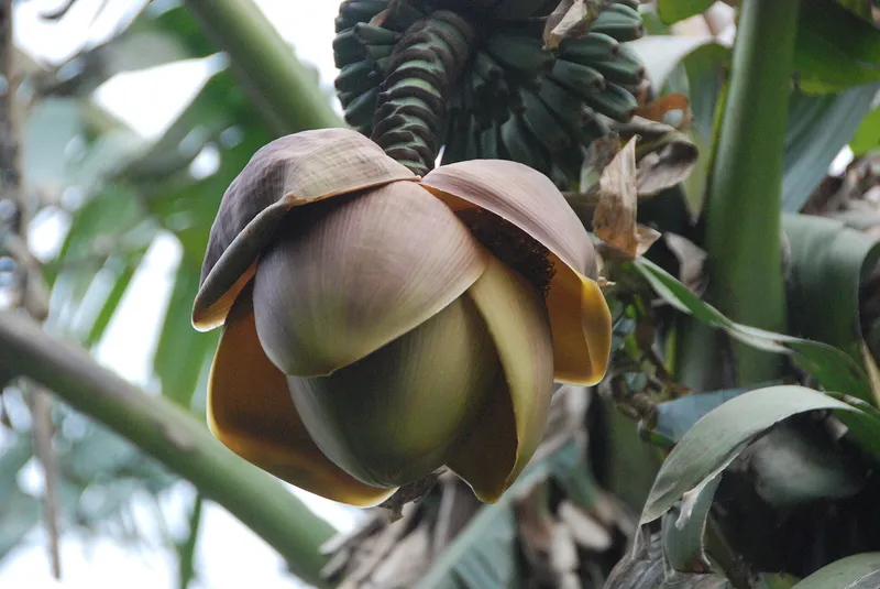 Cultivo de Platanera