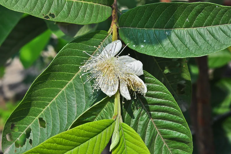 Cultivo de Guayabo