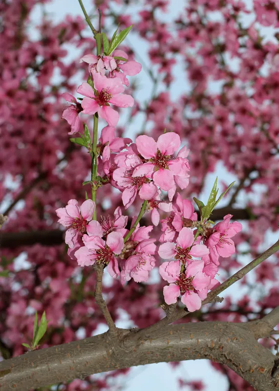 Cultivo de Frutales de hueso