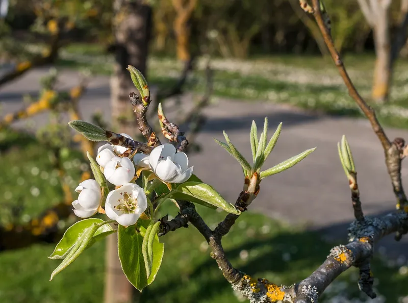 Cultivo de Frutales de pepita