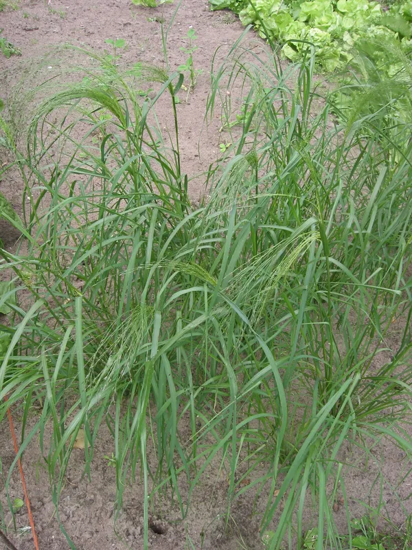 Cultivo de Teff