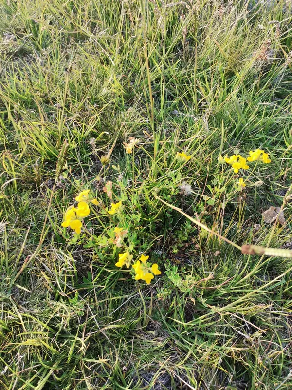 Cultivo de Lotos, cuernecillos