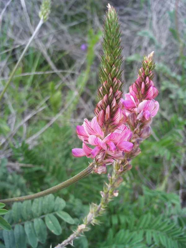 Cultivo de Esparceta