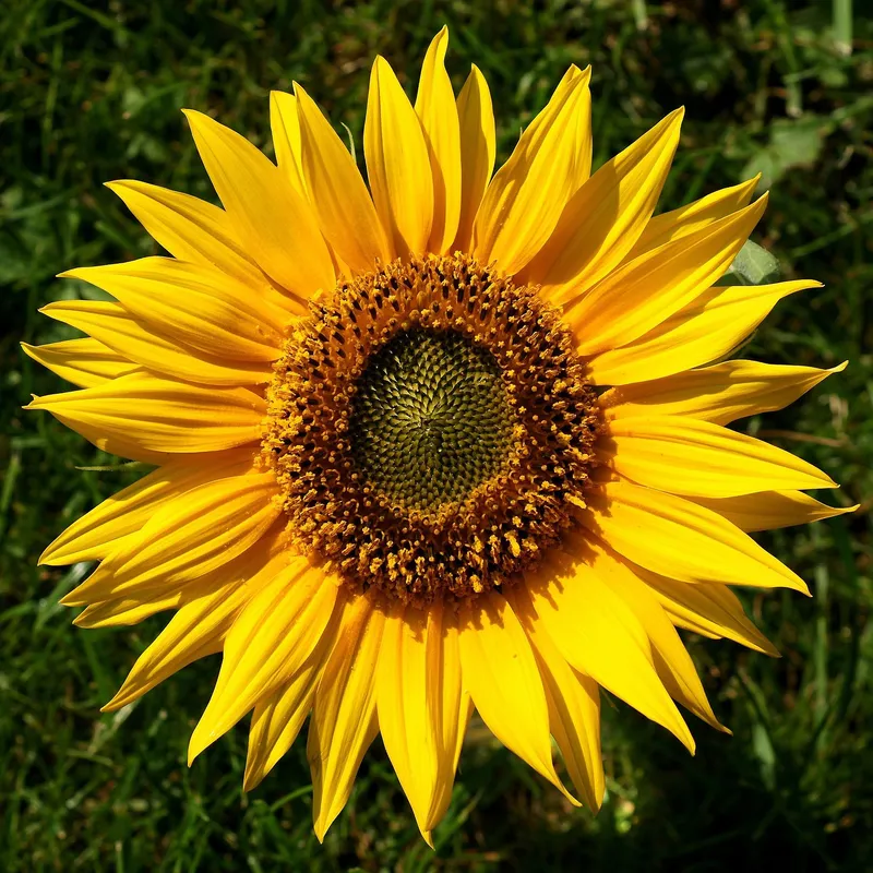 Cultivo de Girasol