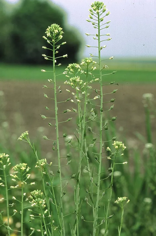 Cultivo de Camelina