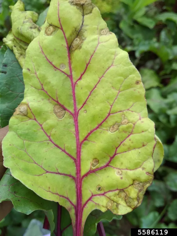 Cultivo de Remolacha azucarera