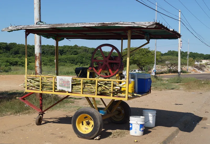 Cultivo de Caña de azúcar