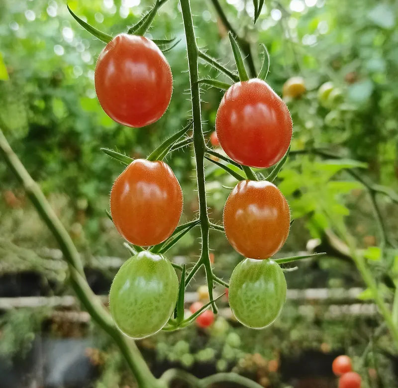 Cultivo de Tomate