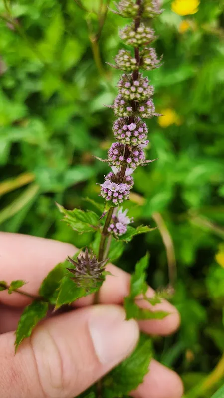 Cultivo de Hierbas aromáticas y flores comestibles