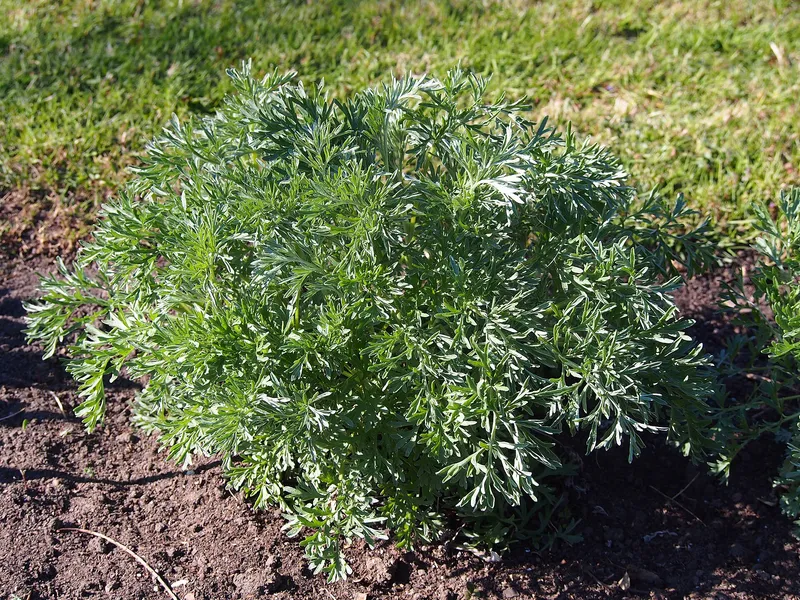 Cultivo de Estragón