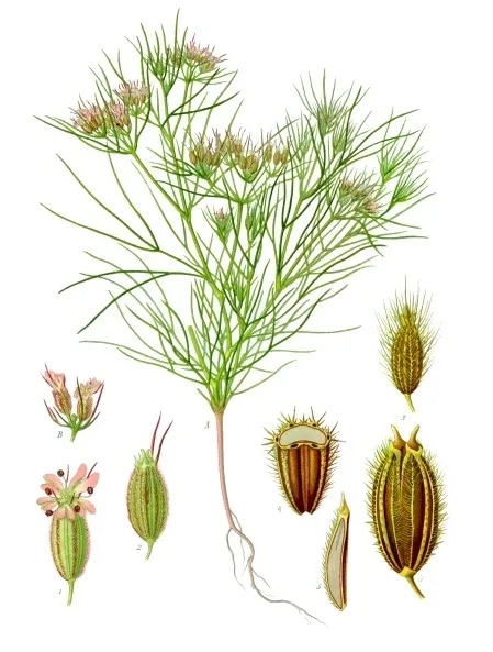 Cultivo de Comino