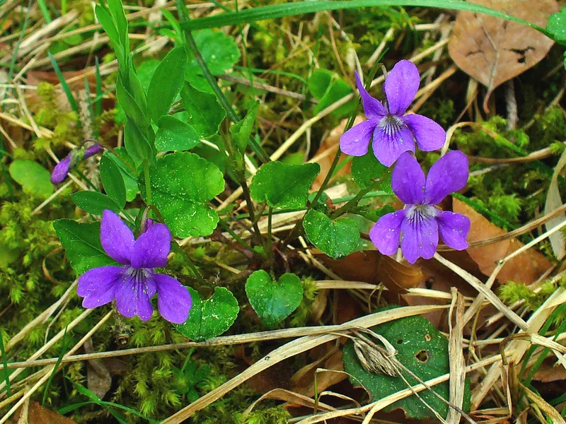 Cultivo de Violeta
