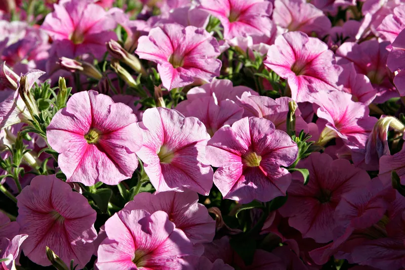 Cultivo de Petunia