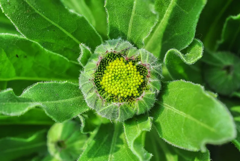 Cultivo de Caléndulas