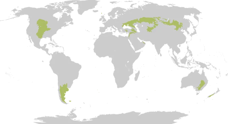 Cultivo de Pastizales
