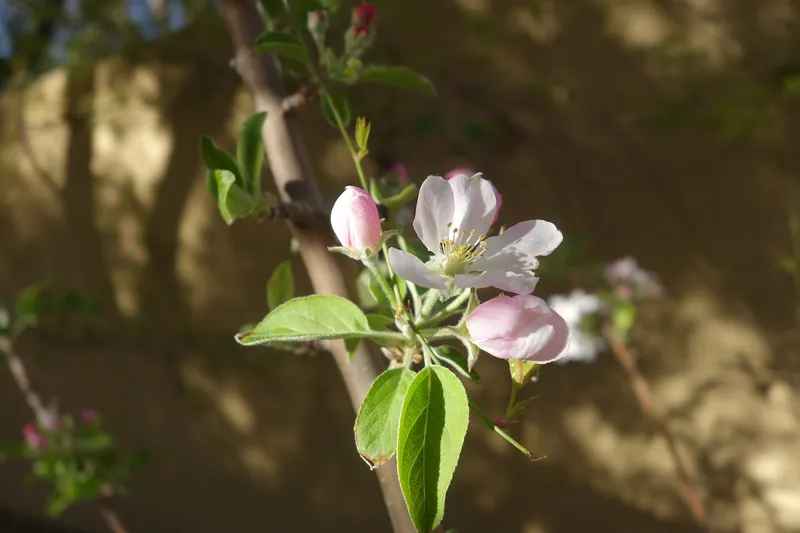 Cultivo de Manzanas