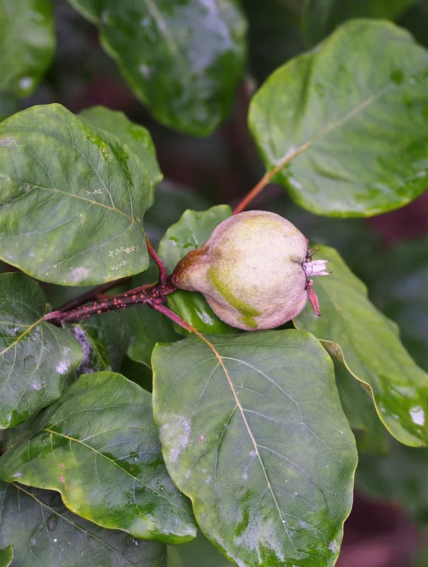 Cultivo de Membrillos