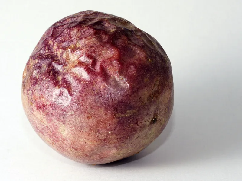 Cultivo de Frutos de la pasión