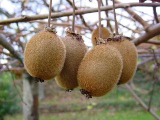 Cultivo de Kiwis