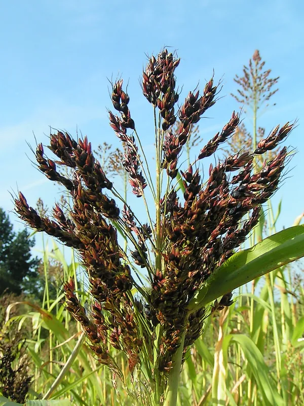 Cultivo de Granos de sorgo-grano