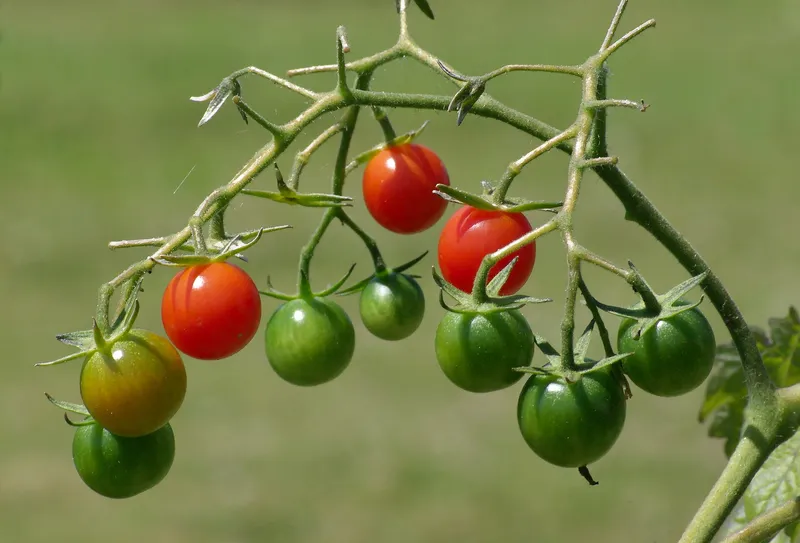 Cultivo de Tomates