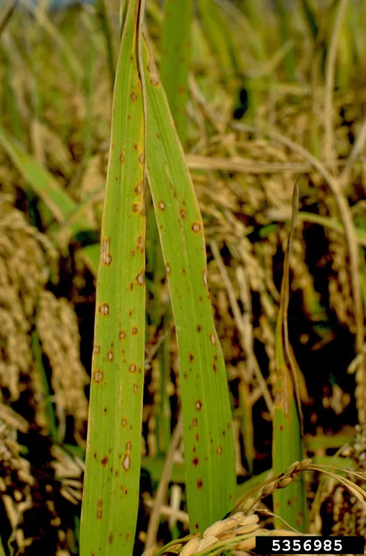 Cultivo de Simiente de arroz