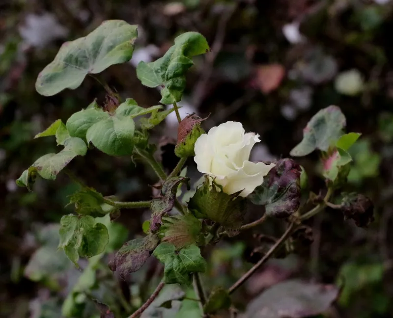 Cultivo representativo de Simiente de algodón