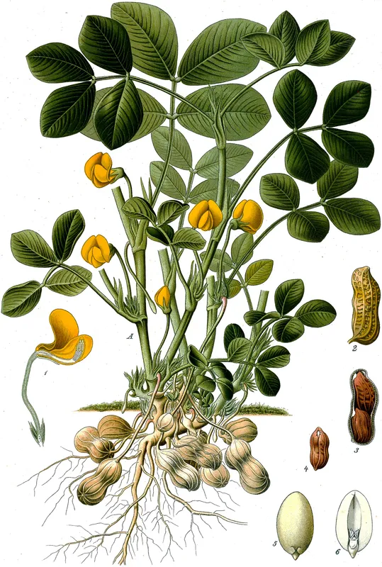 Cultivo de Semillas de cacahuetes