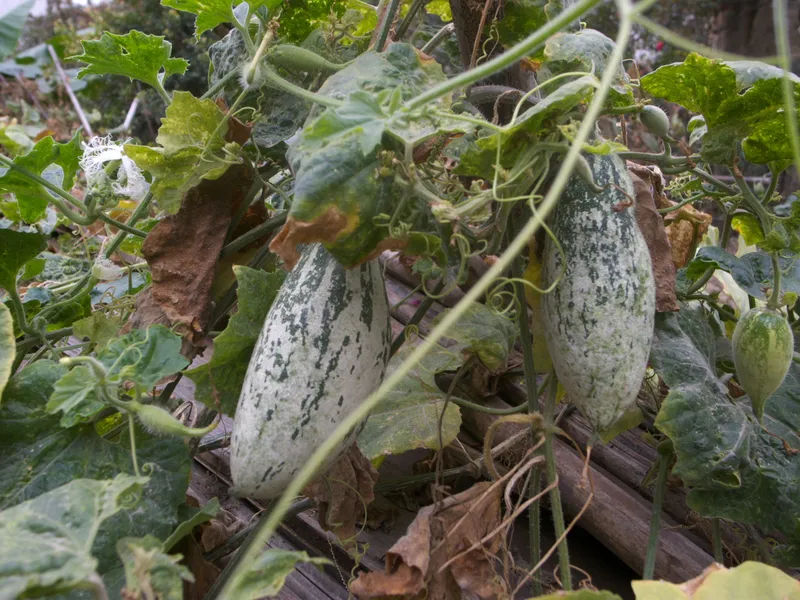 Cultivo de Pepino culebra, calabaza serpiente
