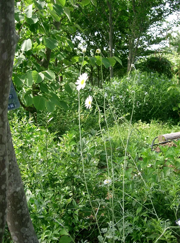 Flores de Tanacetum cinerariifolium fuente natural de piretrinas