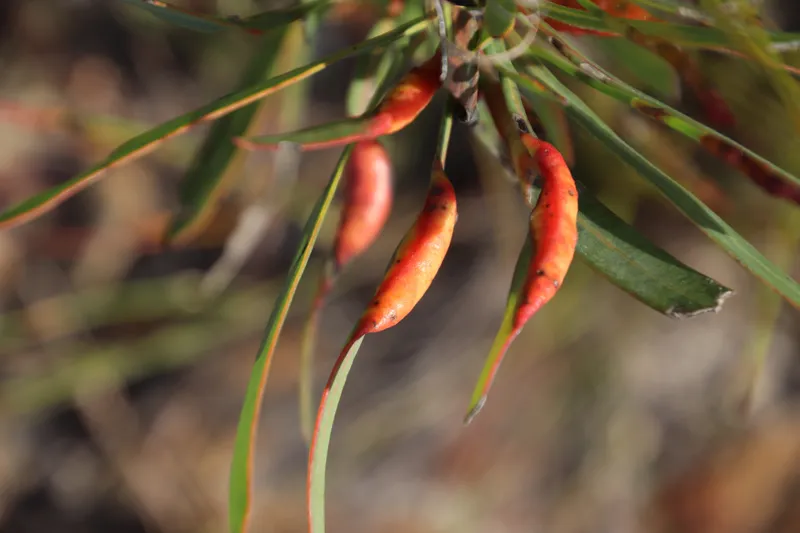 Cotonet africano sobre fruto de cítrico