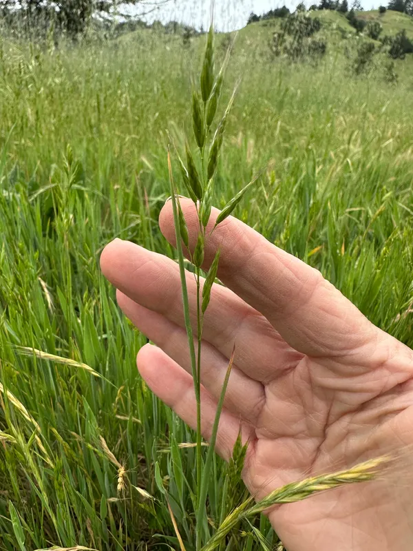 Plaga de BROMOS, BROMUS SPP. (ESPECIES PLURIANUALES)
