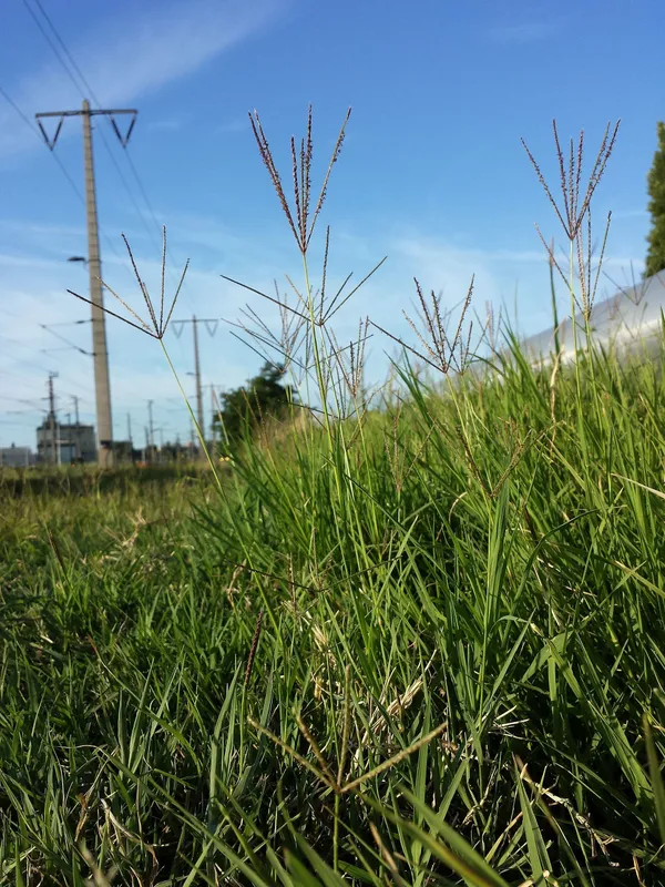 Plaga de GRAMA, CYNODON DACTYLON