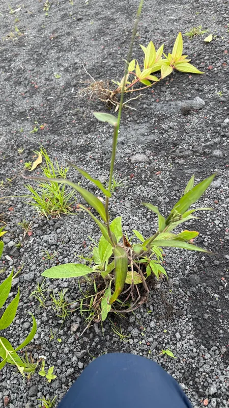 Plaga de GRAMAS DE AGUA, PASPALUM SPP.