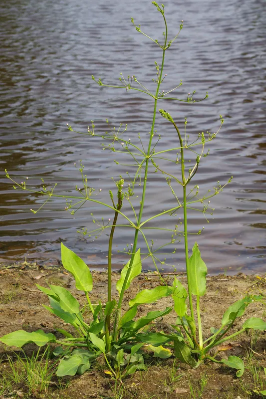 Plaga de LLANTÉN DE AGUA, ALISMA SPP.