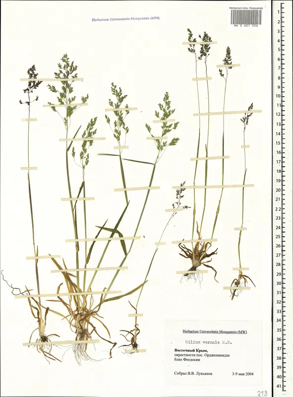 Plaga de MILIUM VERNALE