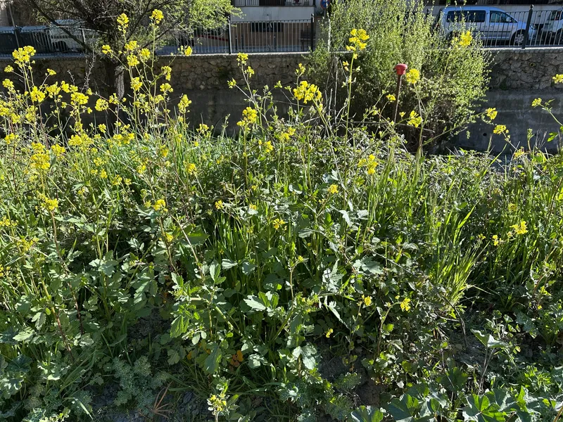 Plaga de MOSTAZAS SILVESTRES, SINAPIS SPP.