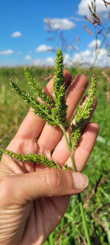 Plaga de PIES DE GALLINA, ECHINOCHLOA SPP.