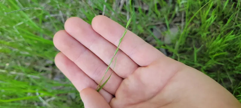 Plaga de RICIO DE CEREALES, POACEAE
