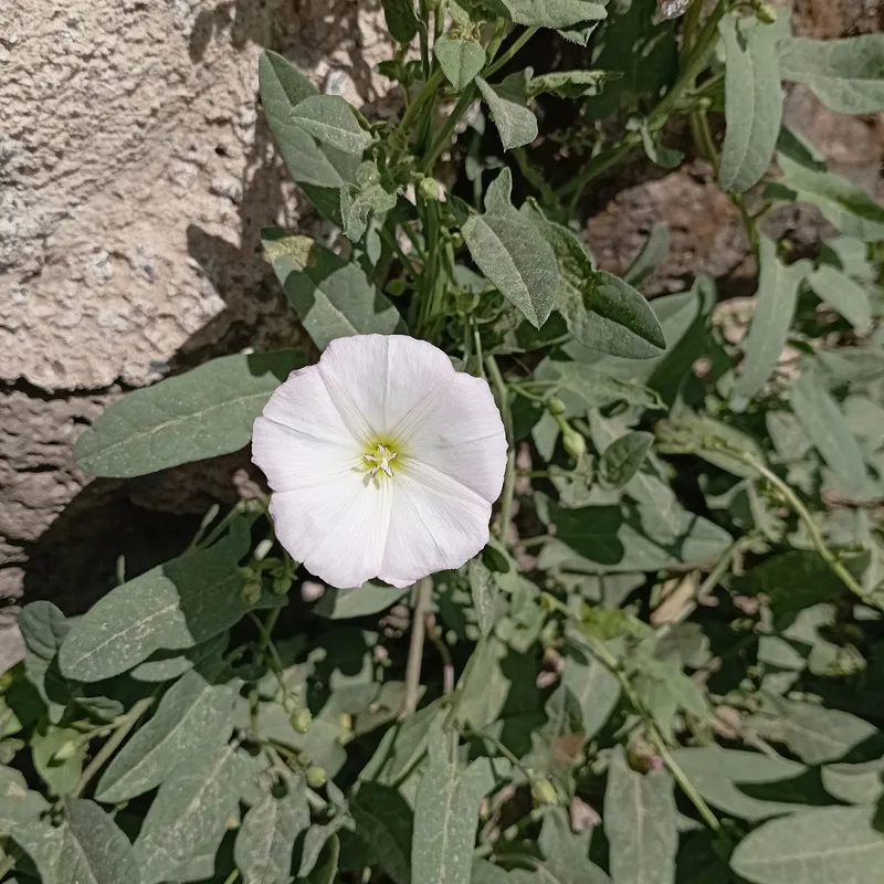 Plaga de CORREHUELA, CONVOLVULUS ARVENSIS