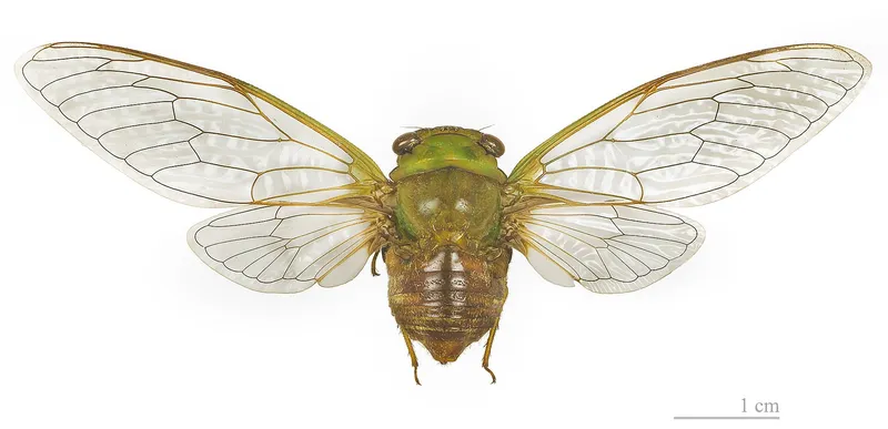 Plaga de CHINCHES, HETERÓPTEROS