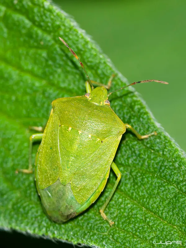 Plaga de CHINCHE VERDE, PUDENTA, NEZARA VIRIDULA