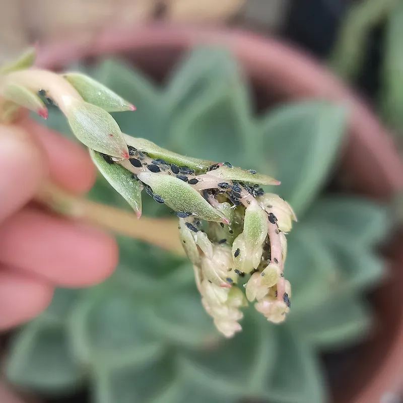 Plaga de PULGÓN DEL ALGODÓN, APHIS GOSSYPII