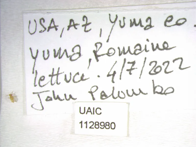 Plaga de PULGÓN DE LA LECHUGA, NASONOVIA RIBISNIGRI