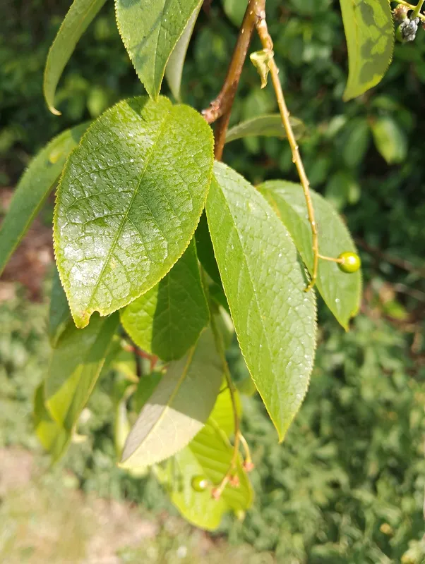Plaga de PULGÓN DE LAS HOJAS DE LOS CEREALES, RHOPALOSIPHUM PADI